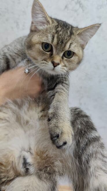 etibarli ellere it verirem: Qızıl şinşilla, Dişi, Yaxşı əllərə, Ünvandan götürmə — 3