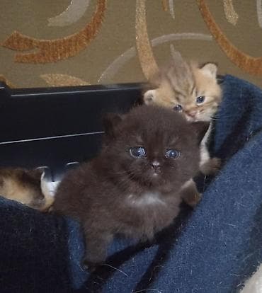 pişiy: Britan — 4