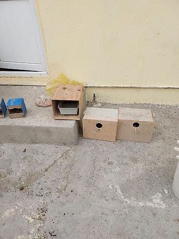 Pişiklər: Taxta quş/heyvan yuvaları və yem qabları dəsti Məhsul təsviri: - — 1