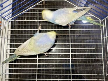 qara canavar sekilleri: Korella hazır cüt yuva qızdırırlar hələ bala verməyiblər. cütü 80m — 6