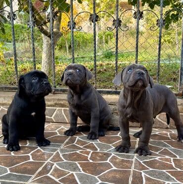 Собаки: Кане-корсо — 35