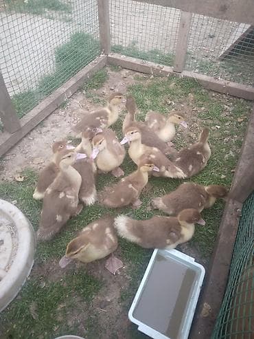 qus dami satilir: 1aylıq balalardı kariçni sordu 13 ədəddir inkubator deyil őz — 2