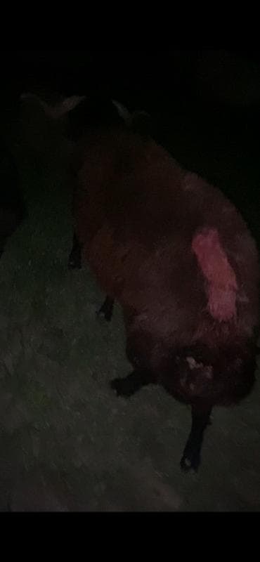 heyvan satisi tap az: 1 yaş yarimliq mor karaman erkey qoyun surmeyine soz ola bilmez — 3