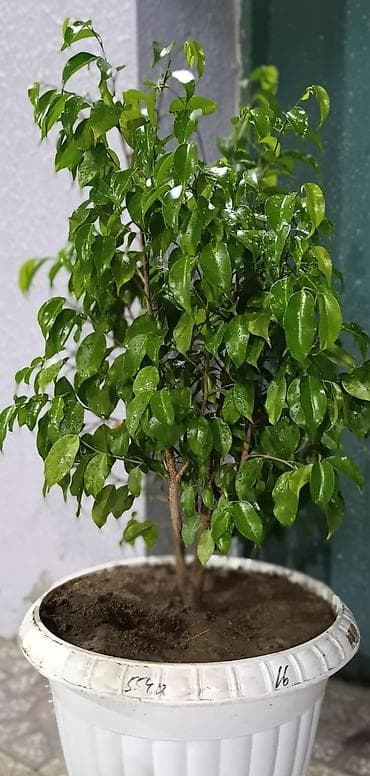 Dekorativ Fikus (Ficus benjamina) dibçəkdə. Parlaq yaşıl, sıx