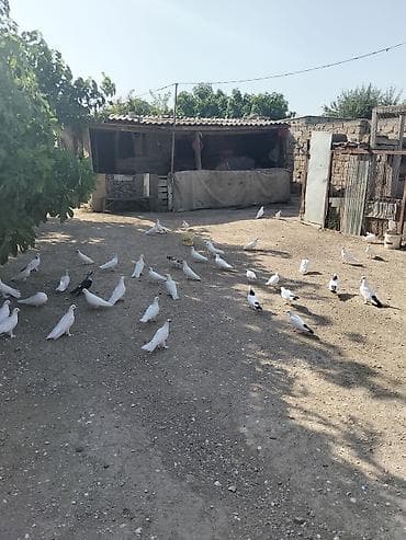 ev qus: 5manatan 15manata kimi var — 1