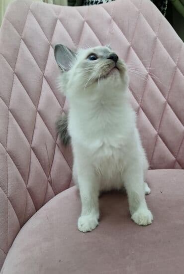 pişik cins: Dişi, Pulsuz çatdırılma — 6