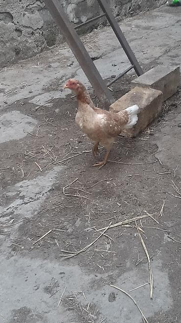 toyug fermasi: Toyuq, Yumurtalıq, Ödənişli çatdırılma — 7