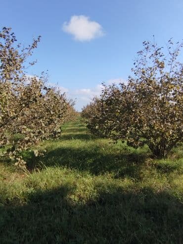 mağazalar üçün obyektlərin icarəsi: 100 sot, Kənd təsərrüfatı, Mülkiyyətçi, Kupça (Çıxarış) — 3
