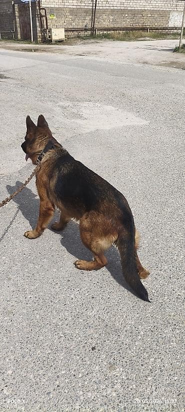 Alman çoban iti, 2 il, Erkek, Peyvəndli, Ünvandan götürmə