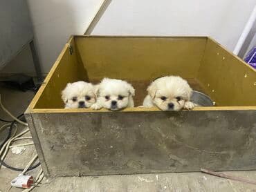 Pekines, 1 ay, Erkek, Peyvəndli, Ünvandan götürmə lalafo.az -da Pekines, 1 ay, Erkek, Peyvəndli, Ünvandan götürmə