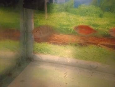 dib balıqları: Panda balığı, Sülhsevər — 1