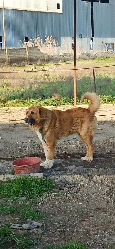 sivas kangal kanqal iti: Qurdbasar, 2 il, Erkek, Peyvəndli — 3