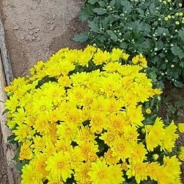 topdan gül satışı: Xrizantema payızgüllərinin topdan və pərakəndə satışı. Qiymətlər — 15