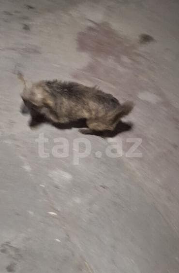 2 il, Dişi, Peyvəndli, Ödənişli çatdırılma — 3