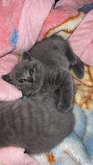 siam pişik: Britan, Erkək, Dişi, Yaxşı əllərə, Ünvandan götürmə — 5