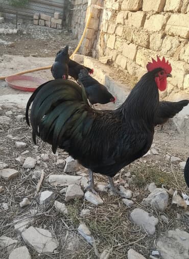 beyləqan sortu qoyun və quzuları: Temiz qan avstrolop cuce ve yumurta satisi edilir.Sekilde gorduyunuz — 2