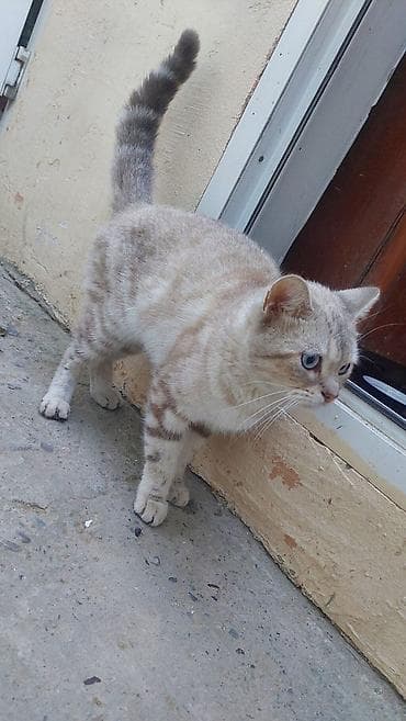 pisiyi: Ev pişiyi – unikal rəngli, mavi gözlü — 3
