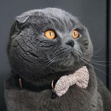 pisik sahiblendirilir: Şotland yastı qulaq — 2