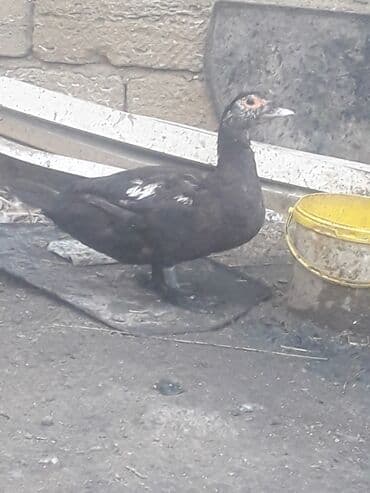 3 toyuq 3 gune 3 yumurta: Xoruzlar 50 manat Fereler 30 manat.Lavanda ordeyleri — 1