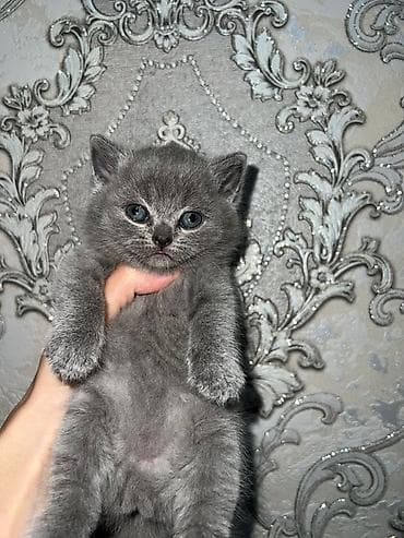 pulsuz pisikler: Britan, Erkək — 2