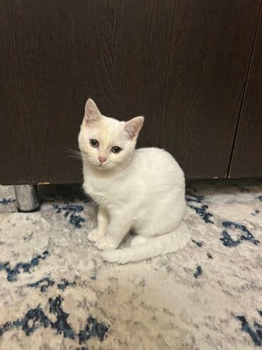 Digər heyvanlar: Şinşilla, Erkək, Yaxşı əllərə, Ünvandan götürmə — 1