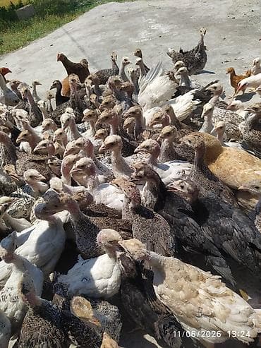 tovuz quşu qiyməti: Hunduşka balasi satilir 10 dene 50 deneye kimi necesin isir secib — 3