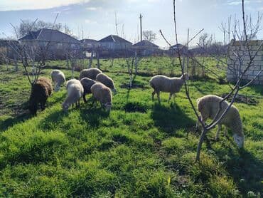 Ördəklər: Satış üçün xırdabuynuzlu heyvanlar – qoyun sürüsü - Növ: qoyun (ağ və — 3