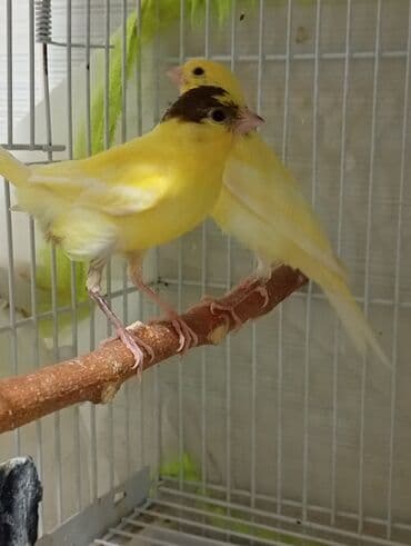 tutu quşları: Bülbül cavan ərkək qiymət birinə ayitdi Sarı rəngli kanareyalar – — 4