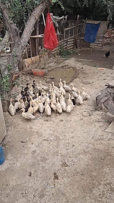ankona toyuq: Avqustun 6 da çixan PEKİN ÖRDƏK BALALARI SATILIR 40 ƏDƏD UNVAN QARADAǦ — 4