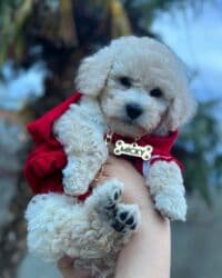 pudel karlik: Pudel, 2 ay, Erkek, Peyvəndli, Rayonlara çatdırılma — 3