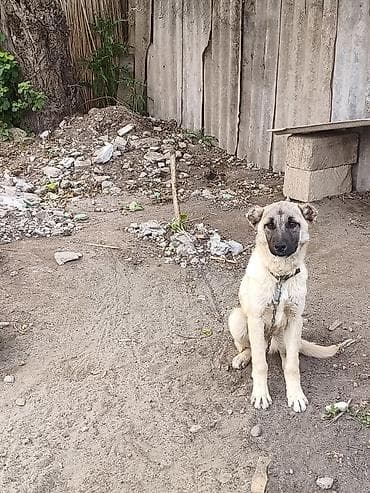 iran coban iti: Kanqal, 5 ay, Peyvəndli — 1