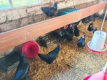 toy budel: Toyuq, Australorp, Yumurtalıq — 1