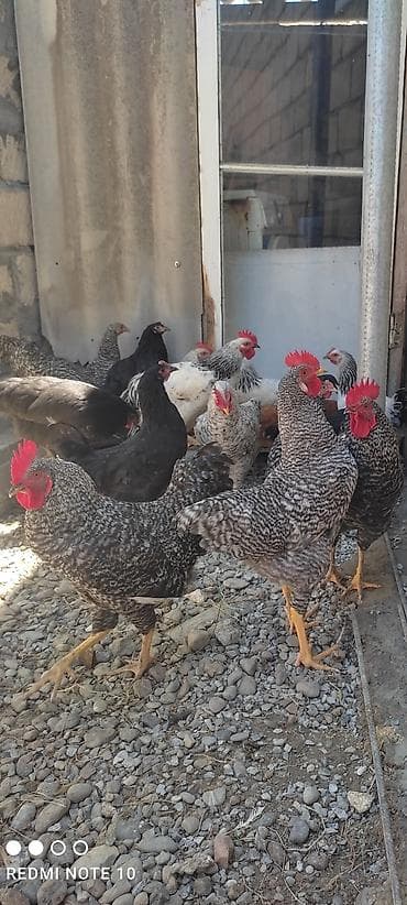 toy sacları: Qarışıq cins ev toyuqları və xoruzlar - Şəkillərdə müxtəlif rəngli və — 1