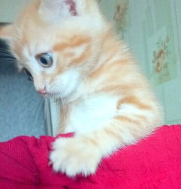 pişik əşyaları: Tabbi, Dişi — 3