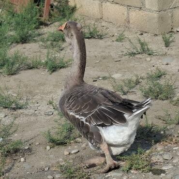 cins ineklerin satisi: Qaz sürüsü satılır – iri cins ev quşları Məhsulun təsviri: - Şəkildə — 6