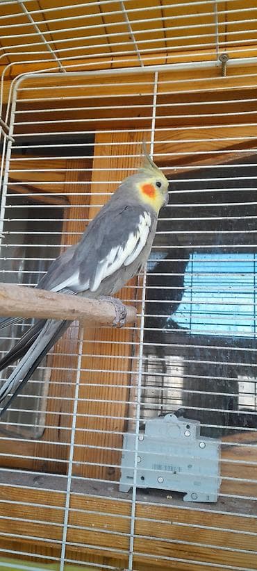 Ərkək 2 yaş gəfəslə bir yerdə.Самец 2 года вместе с клеткой