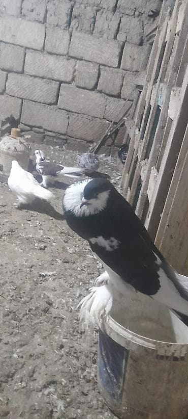 Собаки: Məhsul: 50ədedi Ev göyərçinləri (bir neçə cins və rəng) Təsvir: - — 8