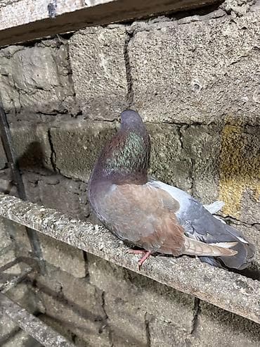 göyercinler: Saglam heyvanlar hec bir problemi yoxdu qiymet 3 ne aiddi tek tek — 5