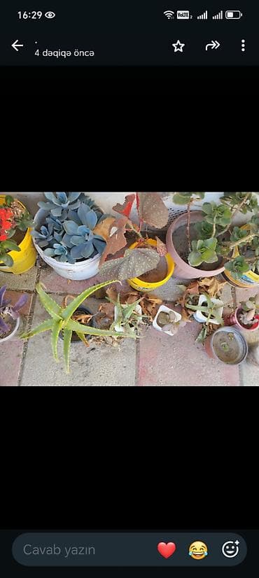 epimedium bitkisi satisi: Guller tecili satilir Baximsiz qaliblar vaxt eleyib baxa bilmirik iş — 9
