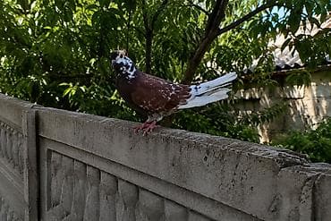 adana goyərcin: Zərif görünüşlü göyərçinlər satılır. - Nadir rəng kombinasiyası — 1