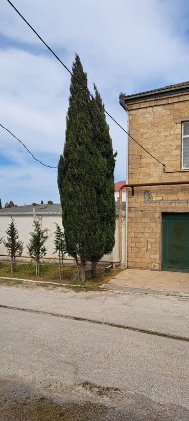 Lincoln: Sərv ağacları satılır . Həmişəyaşıldır . Mərdəkanda evimin — 3