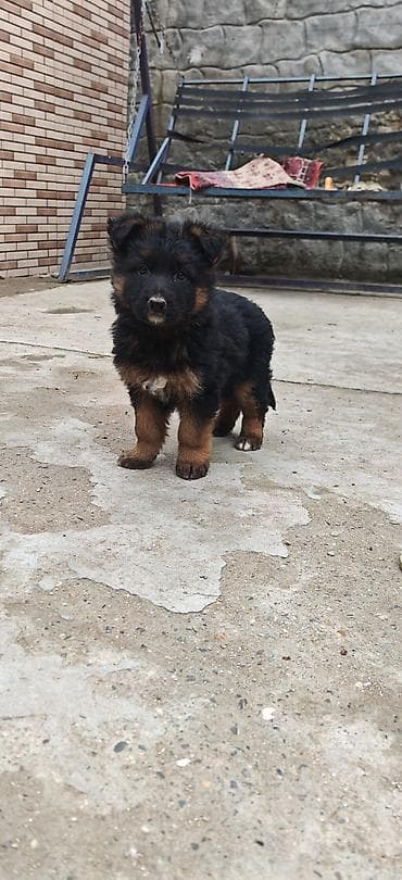 alman iti satilir: Alman çoban iti, Dişi, Peyvəndli, Ünvandan götürmə — 2