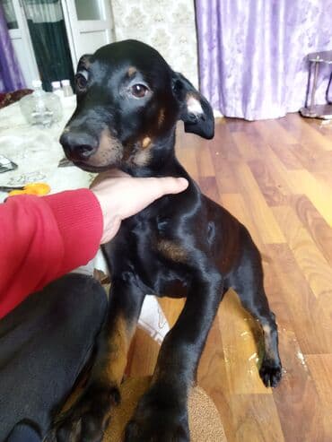 Gəmiricilər: Doberman — 3