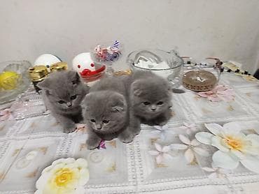 Şotland yastı qulaq, Dişi, Erkək, Yaxşı əllərə, Ödənişli çatdırılma, Rayonlara çatdırılma, Pulsuz çatdırılma