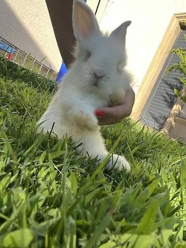 Real alıcıya cüzi endirim olunacaq. Saf Holland Lop ana və atadan olan — 2