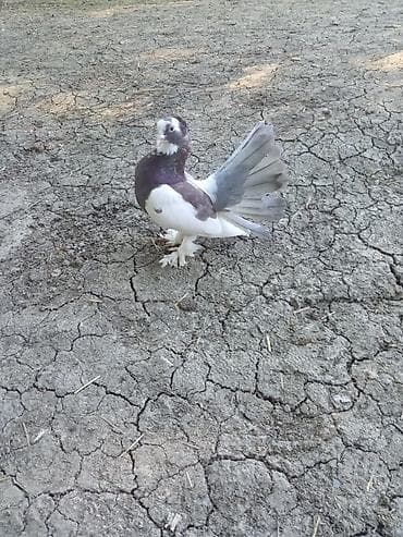 qoyun bezeyi: Qırxma quyruqlu bəzək göyərçini - Növ: bəzək/şou tipli göyərçin — 2