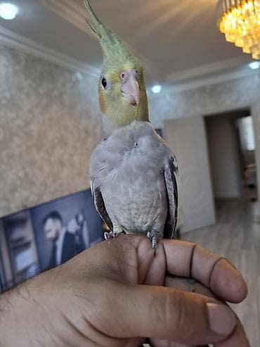 Tutuquşları: Salam. 2 ayliq karella balasi. oz qusumun balasidi. tam saglam ve — 6