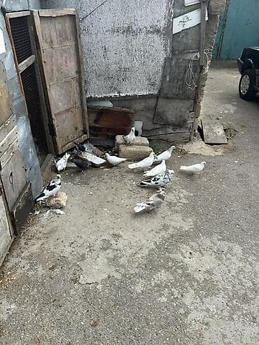 şpits itleri qiymeti: Kom 5 manatdan — 6