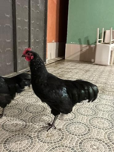 popugay satisi: Avusturolokk Cinsii — 1