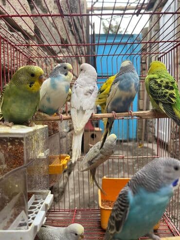 geref qusu rus dilinde: Papuqaylarr — 2